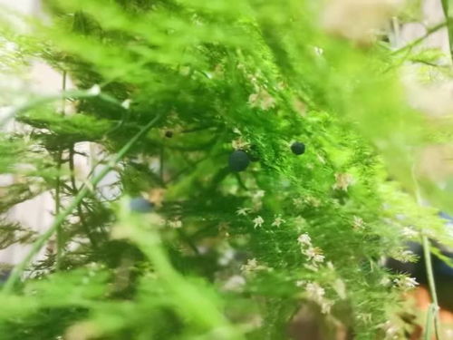 家里沒院子種不了竹子 來看看這4種 竹 ,室內(nèi)盆栽文雅秀麗