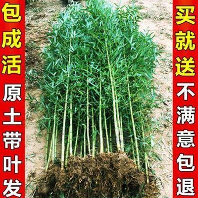 北方大竹子苗室外耐寒庭院大型根戶外小型種植風(fēng)水筍四季常青植物