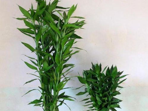 這3種 綠植 ,再貴也要養(yǎng)幾盆,難怪富人總是 越來越富