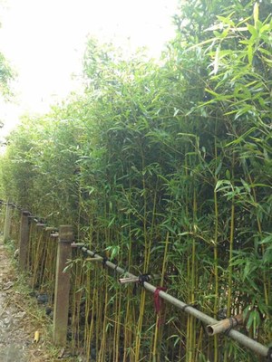 供應(yīng)園林景觀植物 黃金竹杯苗 黃金竹袋苗 黃金竹小苗